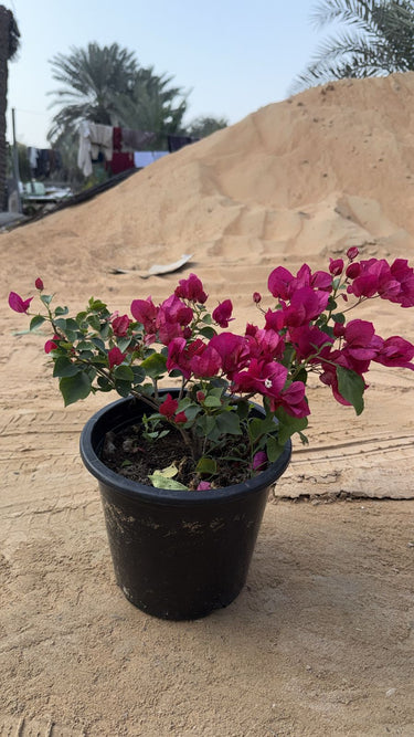 Bougainvillea in Nursery Plants UAE. Potted plant with pink flowers on a sandy background