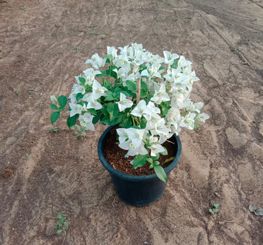 Bougainvillea in Nursery Pot Plants Dubai. Potted plant with white flowers on a textured brown surface