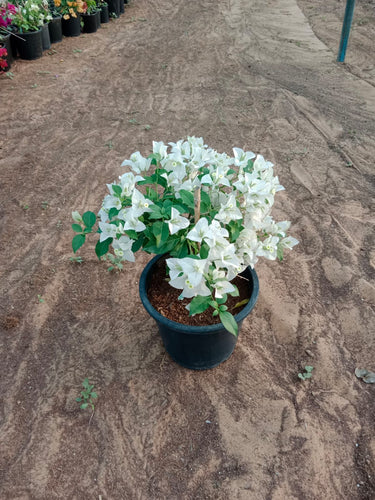 Bougainvillea in Nursery Pot Plants Dubai. Potted plant with white flowers on a textured brown surface