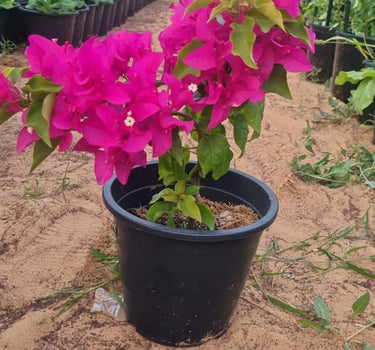 Bougainvillea in Nursery Pot Plants UAE. Potted plant with bright pink flowers on a sandy ground