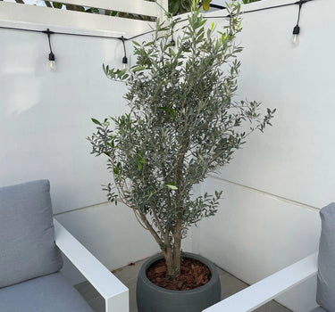 Bushy Olive Tree Fiber Pot Plants UAE. Potted plant on a patio with white chairs and a white wall.