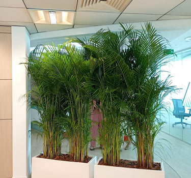 Areca  Outdoor in Fiber Rectangle