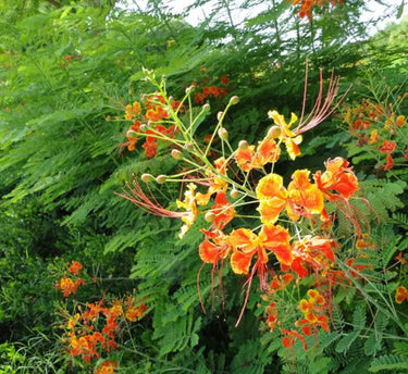 Caesalpinia pulcherrima – Peacock Flower (Barbados Pride) 4