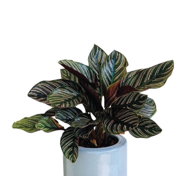 Calathea Ornata Indoor Plants UAE. Potted plant with striped leaves on a white background