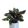 Calathea Ornata Indoor Plants UAE. Potted plant with striped leaves on a white background