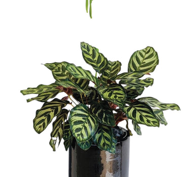 Calathea Peacock Indoor Plants UAE. Potted plant with green and brown leaves on a white background