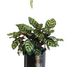 Calathea Peacock Indoor Plants UAE. Potted plant with green and brown leaves on a white background