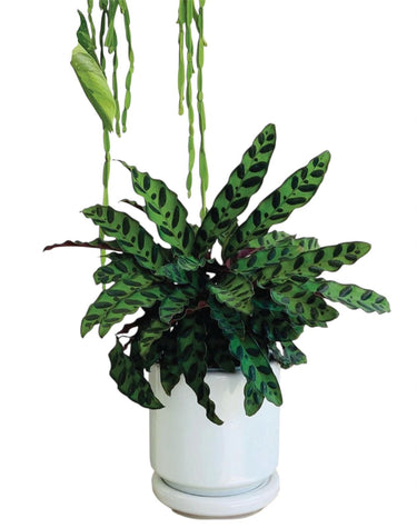 Calathea Rattlesnake Plants UAE. Potted plant with green leaves in a white pot on a white background