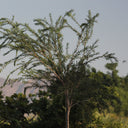 Callistemon Viminalis – Bottle Brush Tree 2