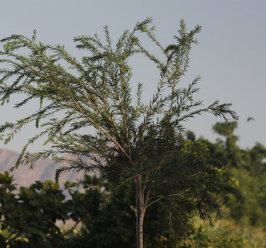 Callistemon Viminalis – Bottle Brush Tree 2