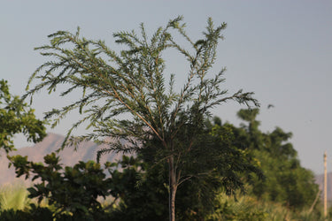 Callistemon Viminalis – Bottle Brush Tree 2