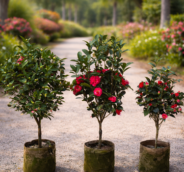 Camelia Flower Plants UAE. Three potted trees with red flowers on a gravel path in a garden setting.