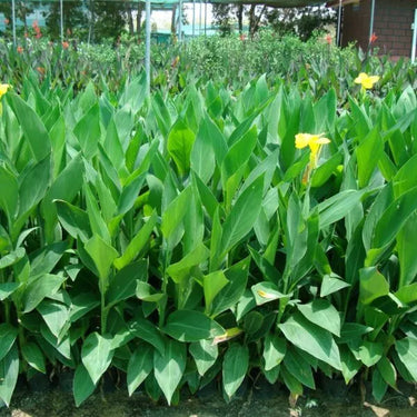 Canna Indica – Canna Green 3