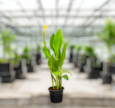 Canna Indica – Canna Green 1