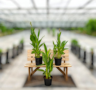 Canna Indica – Canna Green 2