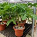 Carica Papaya – Papaya Tree 1
