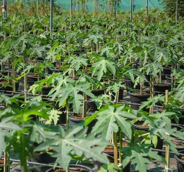 Carica Papaya – Papaya Tree 2