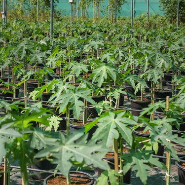 Carica Papaya – Papaya Tree 2