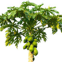 Carica Papaya – Papaya Tree 3