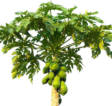 Carica Papaya – Papaya Tree 3