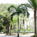 Carpentaria acuminata – Carpentaria Palm 1