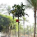 Carpentaria acuminata – Carpentaria Palm 2