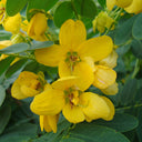 Cassia Surattensis - Glauca Tree – Scrambled Egg Plant 2