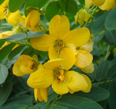 Cassia Surattensis - Glauca Tree – Scrambled Egg Plant 2