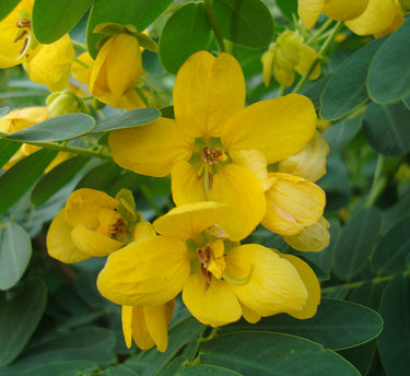 Cassia Surattensis - Glauca Tree – Scrambled Egg Plant 2