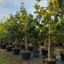 Cassia Fistula – Golden Shower Tree (Cassia Tree) 2