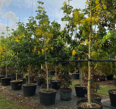 Cassia Fistula – Golden Shower Tree (Cassia Tree) 2