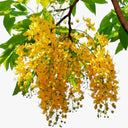 Cassia Fistula – Golden Shower Tree (Cassia Tree) 3