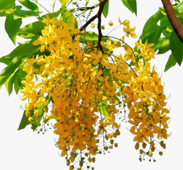 Cassia Fistula – Golden Shower Tree (Cassia Tree) 3