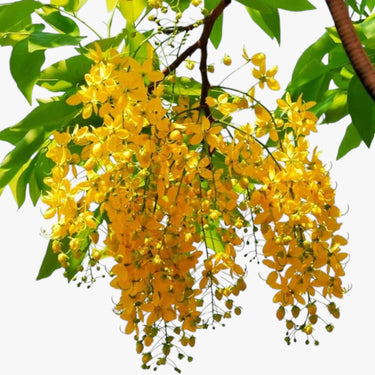Cassia Fistula – Golden Shower Tree (Cassia Tree) 3