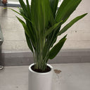 Cast Iron Indoor Plant UAE. Tall potted plant in a white pot on a gray floor with a tiled wall in the background.