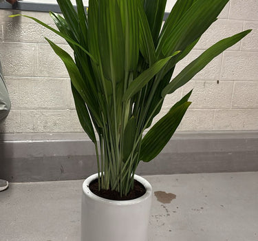 Cast Iron Indoor Plant UAE. Tall potted plant in a white pot on a gray floor with a tiled wall in the background.