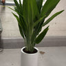 Cast Iron Indoor Plant UAE. Tall potted plant in a white pot on a gray floor with a tiled wall in the background.