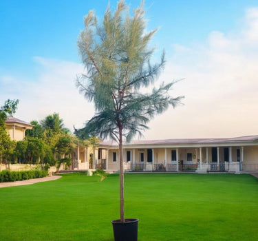 Casuarina Equisetifolia – Australian Pine Tree 2