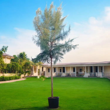 Casuarina Equisetifolia – Australian Pine Tree 2