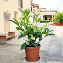 Cestrum Nocturnum – Night Queen / Night-blooming Jasmine 1