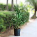 Chamaerops Humilis – European Fan Palm (Multi Trunk Specimen) 3