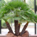 Chamaerops Humilis – European Fan Palm (Multi Trunk Specimen) 2