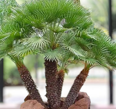 Chamaerops Humilis – European Fan Palm (Multi Trunk Specimen) 2