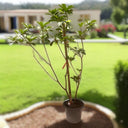 Manilkara Zapota (Chickoo) 3