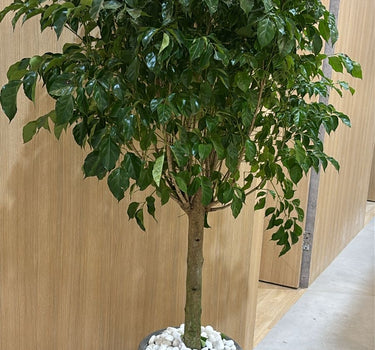 Chinadoll Big Head Plants UAE. Potted plant with green leaves in a pot on a wooden floor.