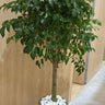 Chinadoll Big Head Plants UAE. Potted plant with green leaves in a pot on a wooden floor.