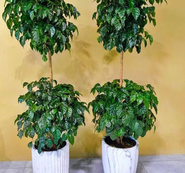 Chinadoll Double-Head Indoor Plant UAE. Four potted plants in white containers against a yellow wall.