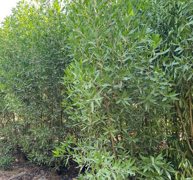 Choice for Homes Damas Large Plants UAE. Tall tree with green leaves in a natural setting