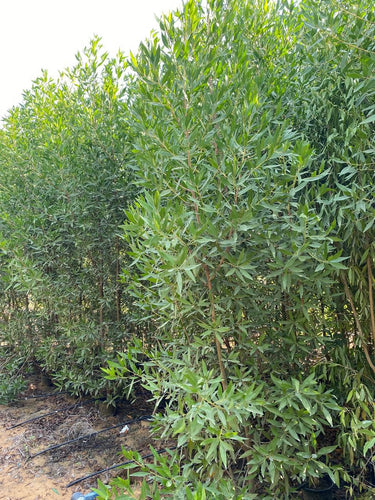 Choice for Homes Damas Large Plants UAE. Tall tree with green leaves in a natural setting