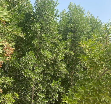 Choice for Homes Damas Large Plants UAE. Green shrub or small tree with a clear blue sky background